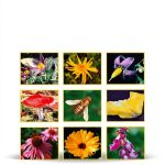 Homöosana Verlag German Medicine Book Digital Edition-0