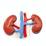 Plant Powered Kidneys Diet Therapy Nephrology Book English-0