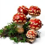 MamaMuscaria German Medicine Kindle Book Holistic Health-0