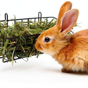 Tierecare Small Animal Hay Feeders Set of 2 Sturdy Metal-0